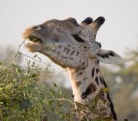 Giraffe Luncheon